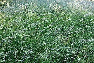 《无冬之夜：增强版》发布官方更新 却是由MOD团体打造